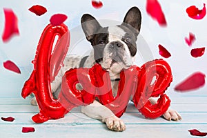 French bulldog with love shape balloon and falling rose petals