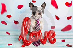 French bulldog with love shape balloon and falling rose petals