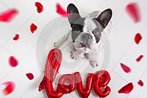 French bulldog with love shape balloon and falling rose petals