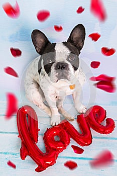 French bulldog with love shape balloon and falling rose petals