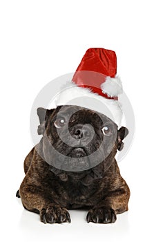 French Bulldog is lying a red Santa hat