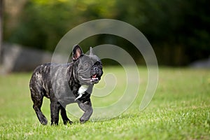 French Bulldog Male running