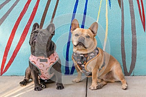 French Bulldog males sitting against wall mural