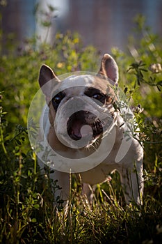 French bulldog in a meadow on a sunny summer clear day