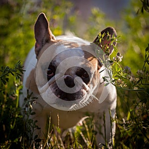 French bulldog in a meadow on a sunny summer clear day