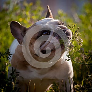 French bulldog in a meadow on a sunny summer clear day