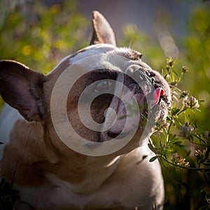 French bulldog in a meadow on a sunny summer clear day