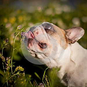 French bulldog in a meadow on a sunny summer clear day