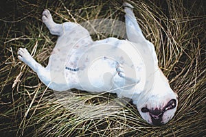 French bulldog in a meadow on a sunny summer clear day