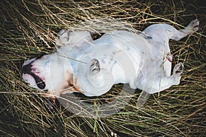 French bulldog in a meadow on a sunny summer clear day