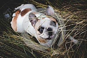 French bulldog in a meadow on a sunny summer clear day