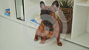 French Bulldog in Modern Home Setting