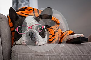 French bulldog in orange tiger bathrobe watch tv on the arm chair with remote control