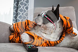 French bulldog in orange tiger bathrobe watch tv on the arm chair with remote control