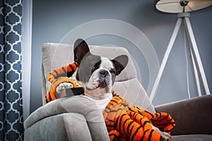 French bulldog in orange tiger bathrobe watch tv on the arm chair with remote control