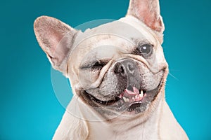 French bulldog over blue background