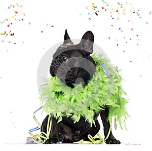 French Bulldog partying