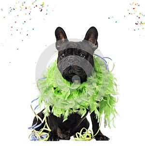 French Bulldog partying