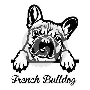 French Bulldog Peeking Dog - head isolated on white