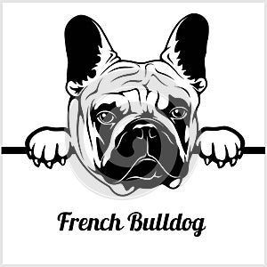 French Bulldog - Peeking Dogs - - breed face head isolated on white photo