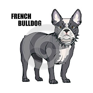 French bulldog, pet logo, dog french bulldog, colored pets for design, french bulldog puppy, colour illustration suitable as logo