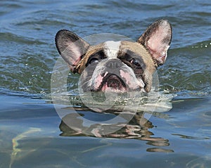 French Bulldog play in the water