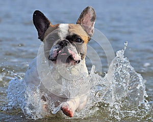 French Bulldog play in the water