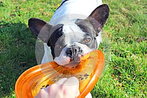 French bulldog playing dog toy