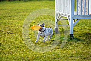 French bulldog playing with flying disc in sunny garden