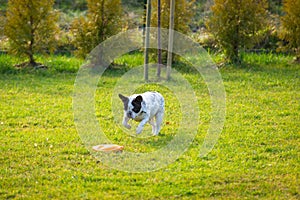 French bulldog playing with flying disc in sunny garden