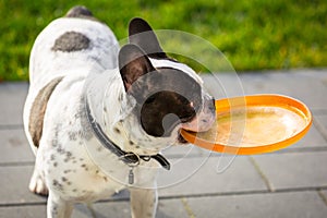 French bulldog playing with flying disc in sunny garden