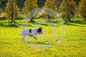 French bulldog playing with flying disc in sunny garden