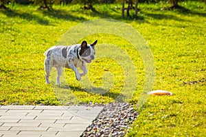 French bulldog playing with flying disc in sunny garden