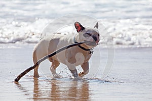 French bulldog playing with a stick