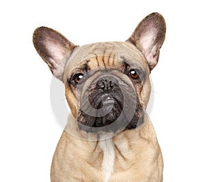 French bulldog portrait