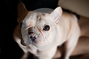 French bulldog,Portrait of an adorable French bulldog - studio shot