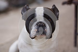 French Bulldog portrait, focused