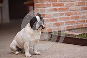 French Bulldog portrait, focused