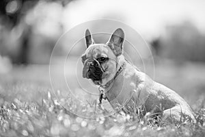 A french Bulldog portrait sitting in a field.