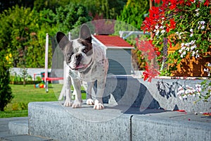 French Bulldog portrait in the sunny garden with red flowers