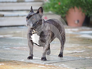 French Bulldog posing for a portrait