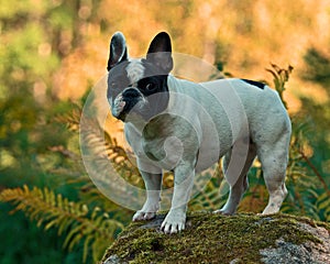 French Bulldog posing on a stone