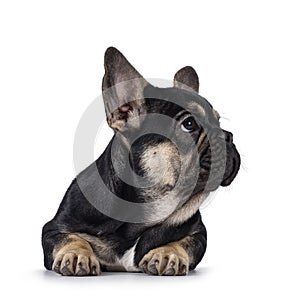 French bulldog pup on white background