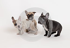 French bulldog puppies photo in studio