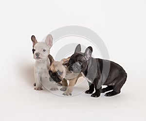 French bulldog puppies photo in studio