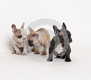 French bulldog puppies photo in studio