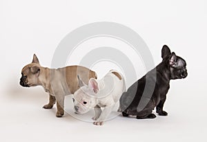 French bulldog puppies photo in studio