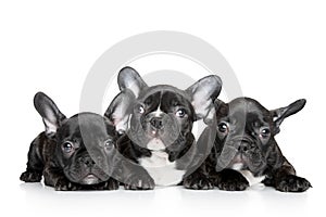 French bulldog puppies on a white background