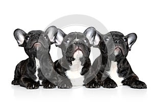 French bulldog puppies on a white background