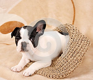 French bulldog puppy